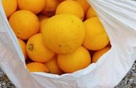 Quinta da Tranquilidade - Foto 23