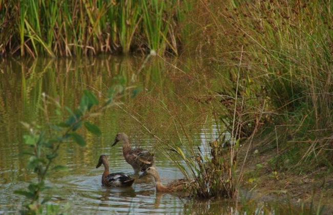 Chalet in Friesland Near Large Lakes - Foto 26