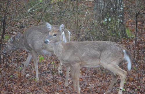 The Bird House near Fall Creek Falls State Park - Foto 72