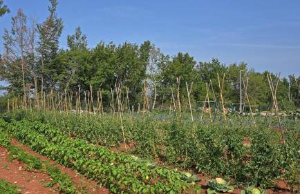 Beautiful Villa Elena with pool in Kanfanar - Foto 22