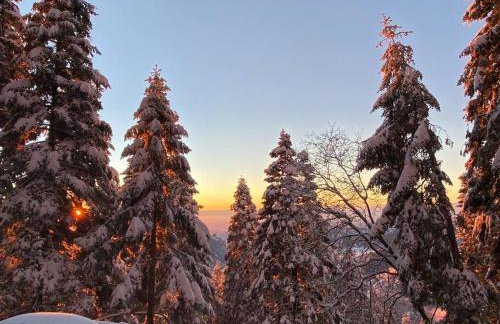 Sweet getaway in private Giant Sequoia Grove! - Foto 38