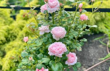 Chata Jakimówka - Foto 34