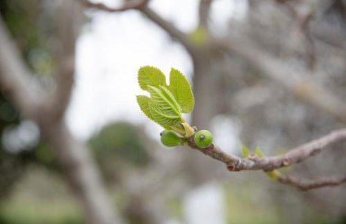 ELIZABETH by Antigone - Photo 23