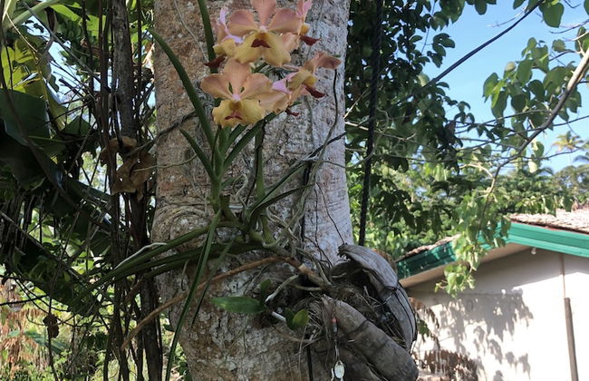Sobral Rice Terraces View - Foto 50