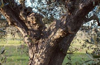 Agricampeggio La Piaggia - Agriturismo - Foto 20