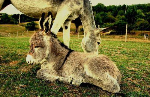 Ciuchi House - Foto 13