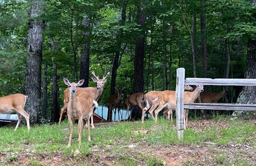 Eagle Mountain River Retreat - Foto 12