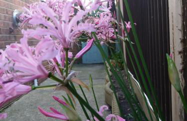 Lazy Days Cottage - Foto 37