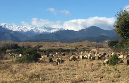 Maison Corse - Foto 30