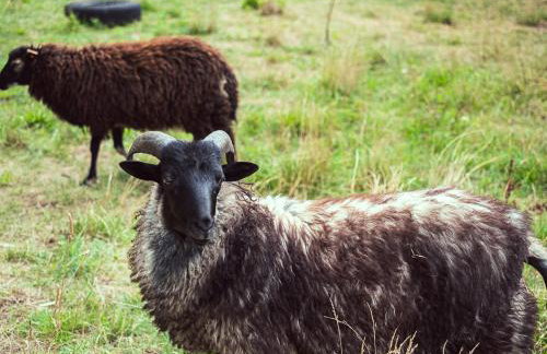 Agroturystyka Zaborski Sad - Foto 26
