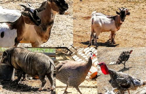 Agriturismo Rosa Antica - Foto 66