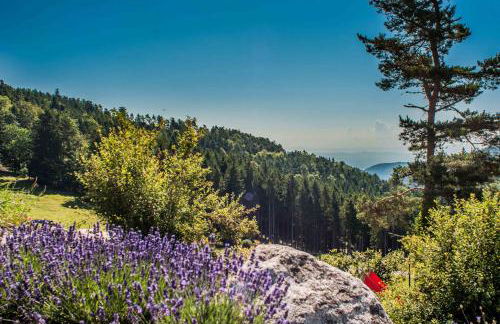 LES GÎTES D'ADELSPACH - Gîtes 4 étoiles Nature & Spa - Foto 43