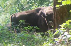 Maciejówka Borki 33 - Foto 38