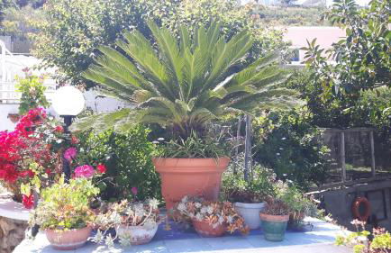 Casa Acqua Marina Ponza - Foto 16