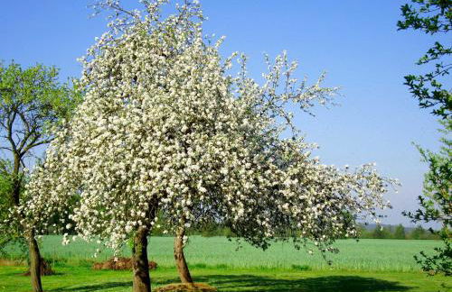 JANISCHs Fewo im Spreewald, Terrasse, großer Garten und Blick inklusive - Foto 15