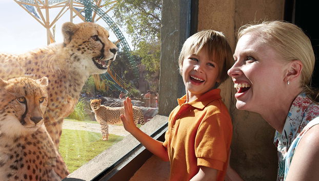 Busch Gardens Tampa - Foto 4