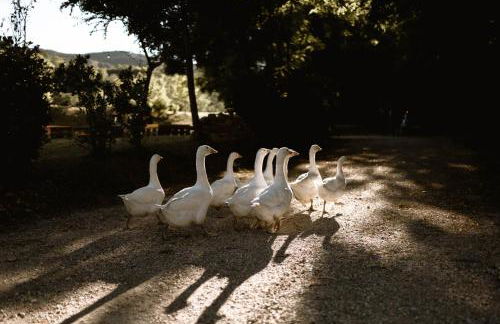 Agriturismo Le Radici - Foto 7