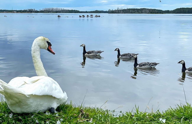 6 Person Holiday Home in 38472-by Traum - Foto 8