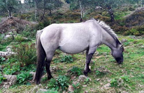 FeWo Schwarzwald von oben - Kniebis - Foto 19