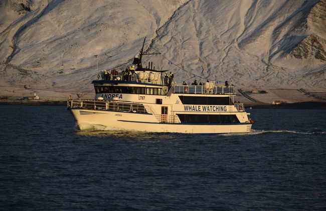 Avvistamento di balene - Foto 6