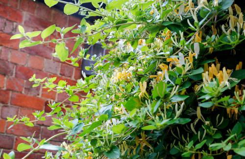 Romantic Cotswold Cottage- dog friendly and village location - Photo 12