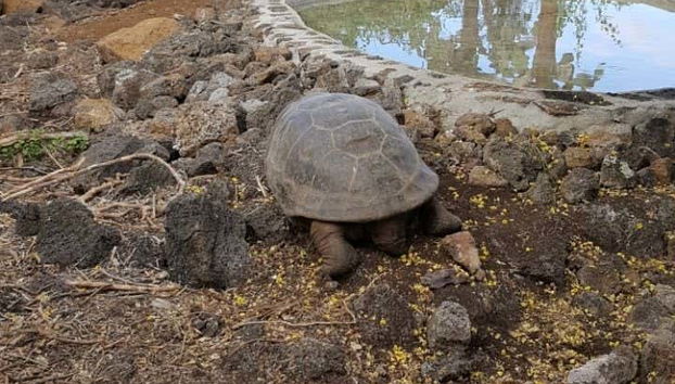 Charles Darwin Research Station Tour - Foto 2