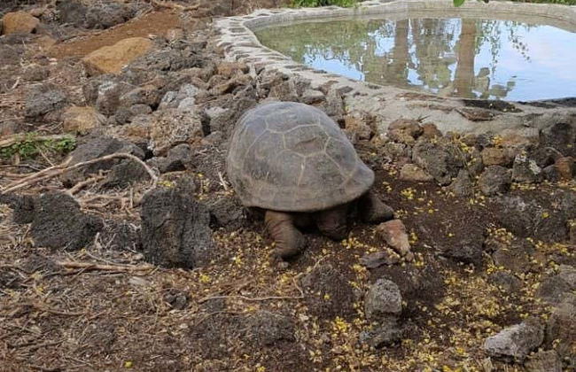 Charles Darwin Research Station Tour - Photo 2