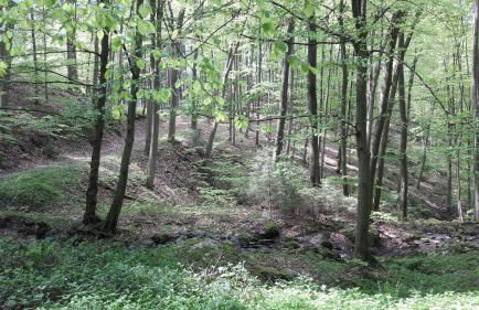 Haus Resi in Kleinich - Foto 32