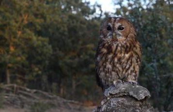 Refugios Del Valle Negro - Foto 73