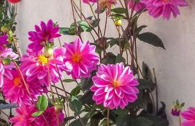 Apartments Kastelani - Photo 8