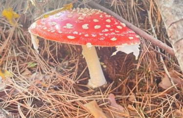 Apartamento Marcajada - Foto 42