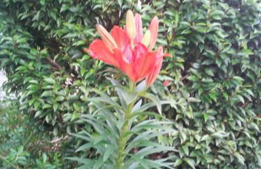 Ferienwohnung Schlingshöhe - Oberwohnung mit separater Terrasse - Foto 15