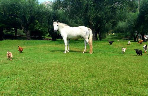 Dimitriou Rooms - Foto 23