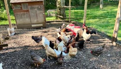 Pet-Friendly Cottage, 2 Mi to Saugatuck Falls - Foto 4