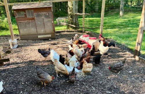 Pet-Friendly Cottage, 2 Mi to Saugatuck Falls - Foto 4