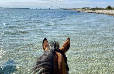 Natur Hof Fehmarn - Foto 47
