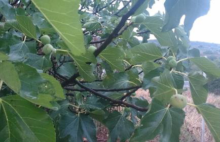 ELENI'S VILLAGE RELAXATION HOME - Photo 31