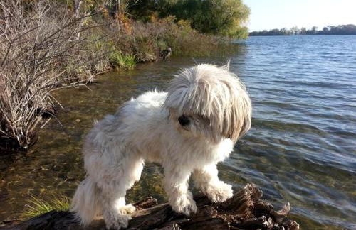 Rustic Cabin Rental with Waterfront Views on Lake Sylvia near St. Cloud, Minnesota - Foto 15