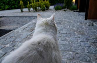 Quinta Chão da Bispa - Foto 11