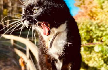 Pont Wrysgen Cottage 'the gateway to Snowdonia' - Photo 19