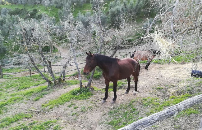 Agriturismo La Forra - Foto 42