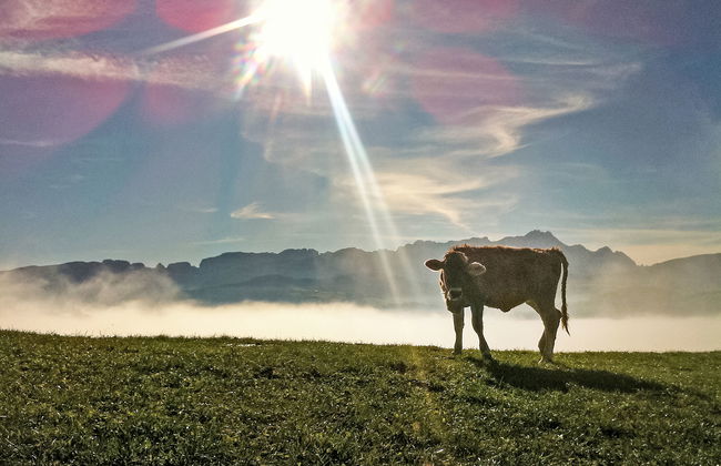 Panoramablick - Foto 24