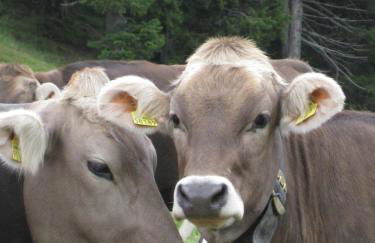 Gästehaus Bergfrieden - Foto 6