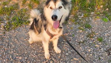 Gemütliches Apartment "Im Dörfle" - Foto 5