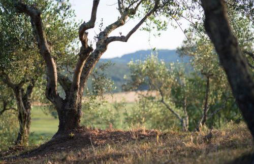 Agriturismo Poggio Corbello - Foto 19