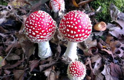 Schauenburgblick - Foto 19