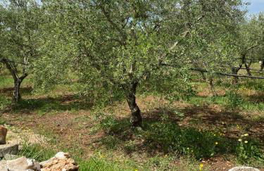 Villa Trellame - Casa vacanze tra gli ulivi - Foto 25