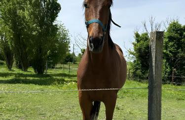 Gîte Ti Melen - La Cour Chevalier - Foto 24