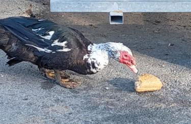 Apartment Dolphins - Photo 63