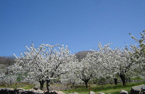 Abuela Pastora - Foto 19